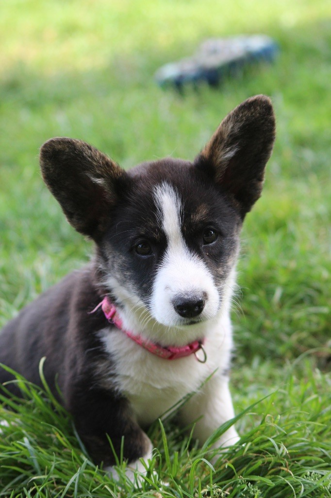 Dream Of Manou And Dounette - Chiots disponibles - Welsh Corgi Cardigan
