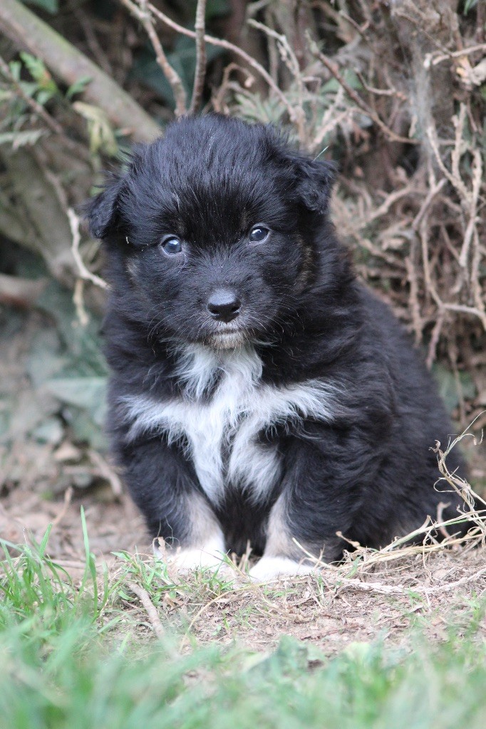 Dream Of Manou And Dounette - Chiots disponibles - Berger Australien
