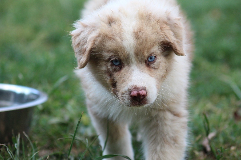 Dream Of Manou And Dounette - Chiots disponibles - Berger Australien