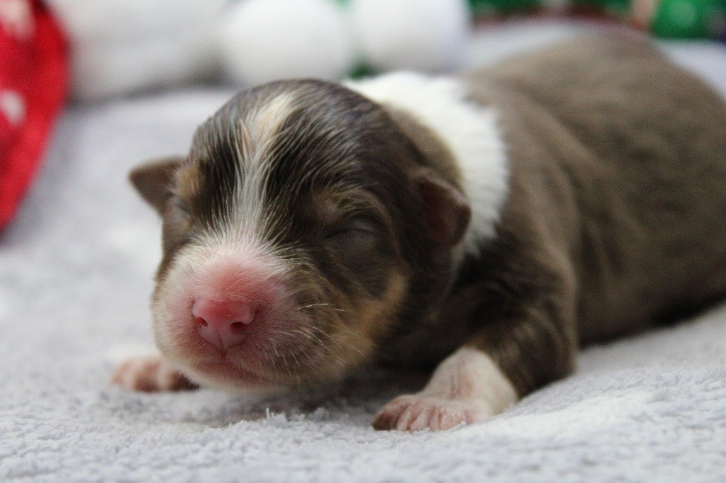 Dream Of Manou And Dounette - Chiots disponibles - Berger Australien