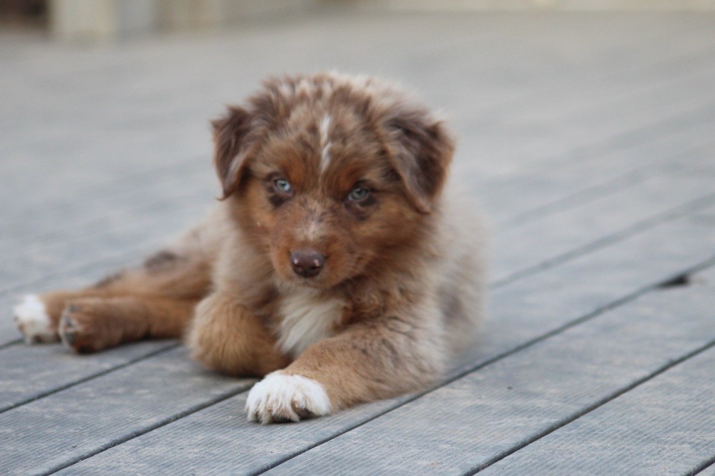 Dream Of Manou And Dounette - Chiots disponibles - Berger Australien