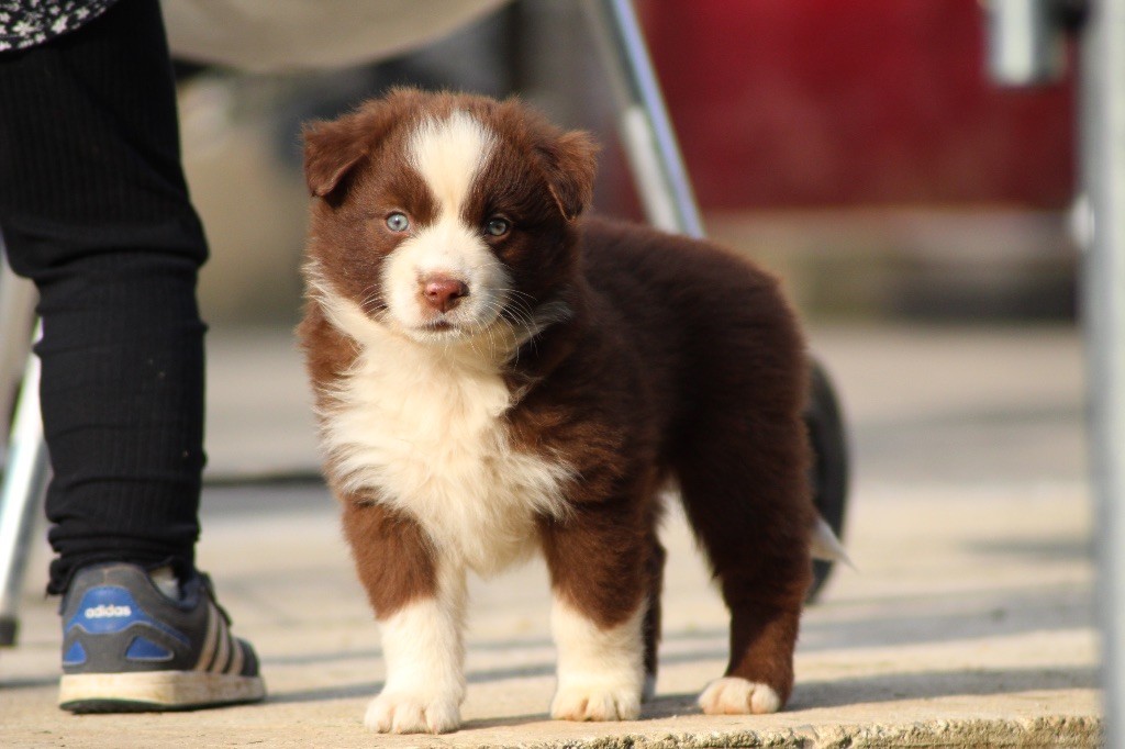 Dream Of Manou And Dounette - Chiots disponibles - Berger Australien