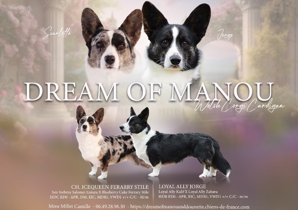 Chiot Welsh Corgi Cardigan Dream Of Manou And Dounette