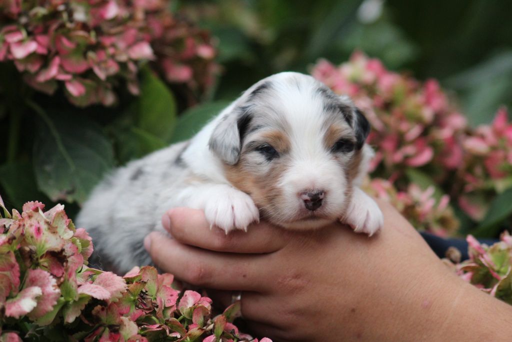 Dream Of Manou And Dounette - Chiots disponibles - Berger Australien