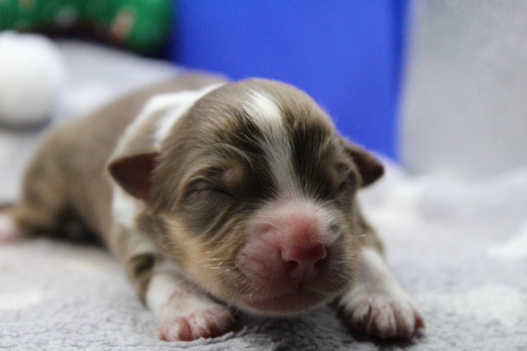 Dream Of Manou And Dounette - Chiots disponibles - Berger Australien