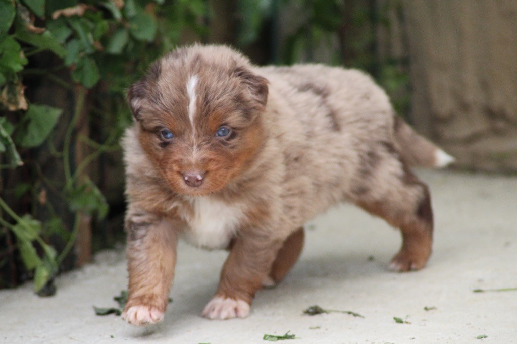 Dream Of Manou And Dounette - Chiots disponibles - Berger Australien
