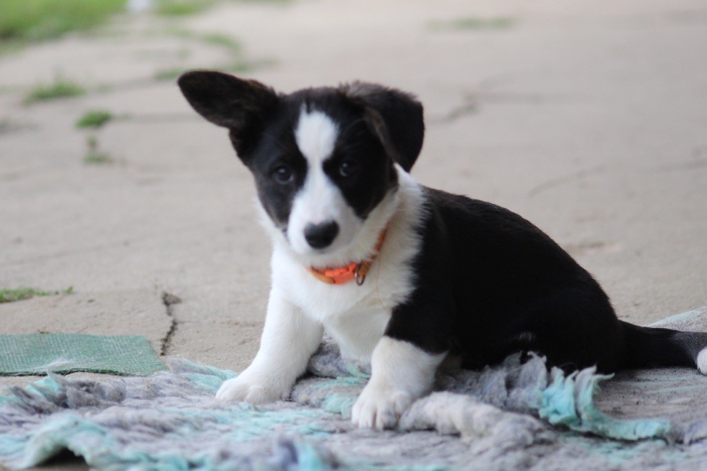 Dream Of Manou And Dounette - Chiots disponibles - Welsh Corgi Cardigan