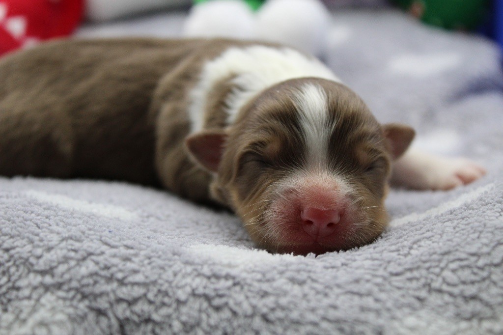 Dream Of Manou And Dounette - Chiots disponibles - Berger Australien