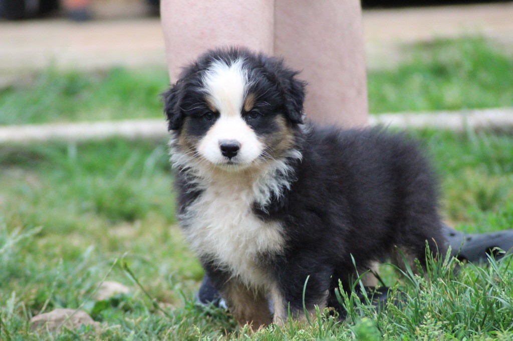 Dream Of Manou And Dounette - Chiots disponibles - Berger Australien