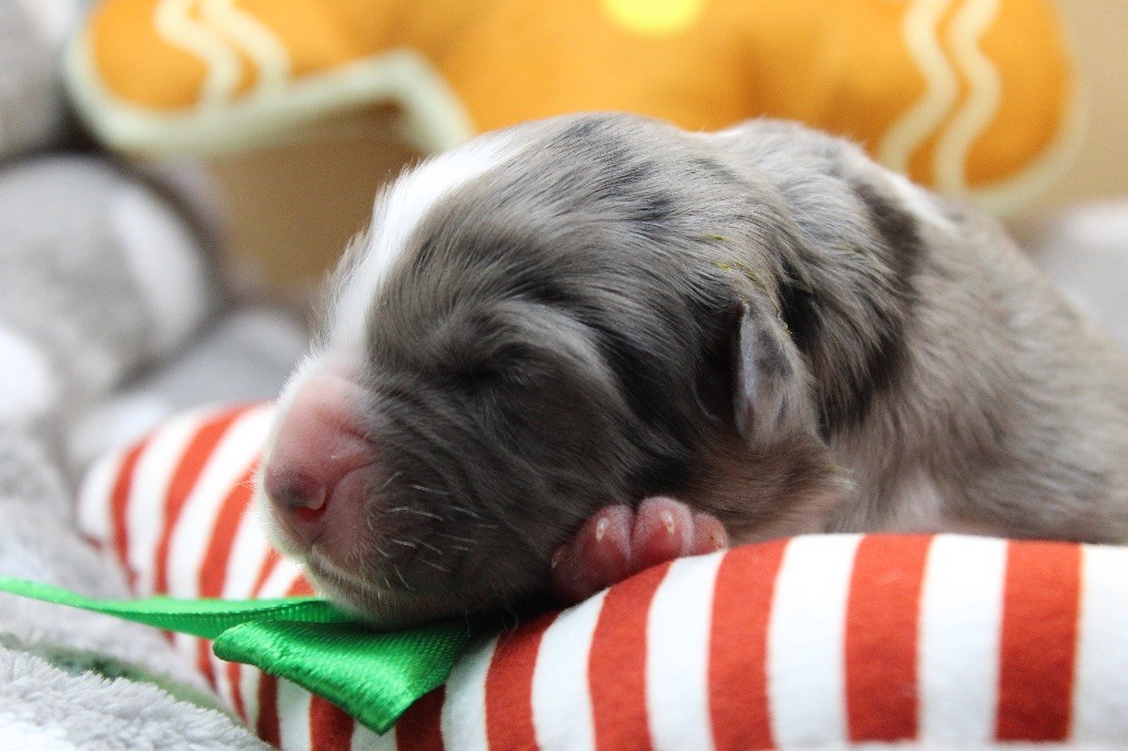 Dream Of Manou And Dounette - Chiots disponibles - Berger Australien