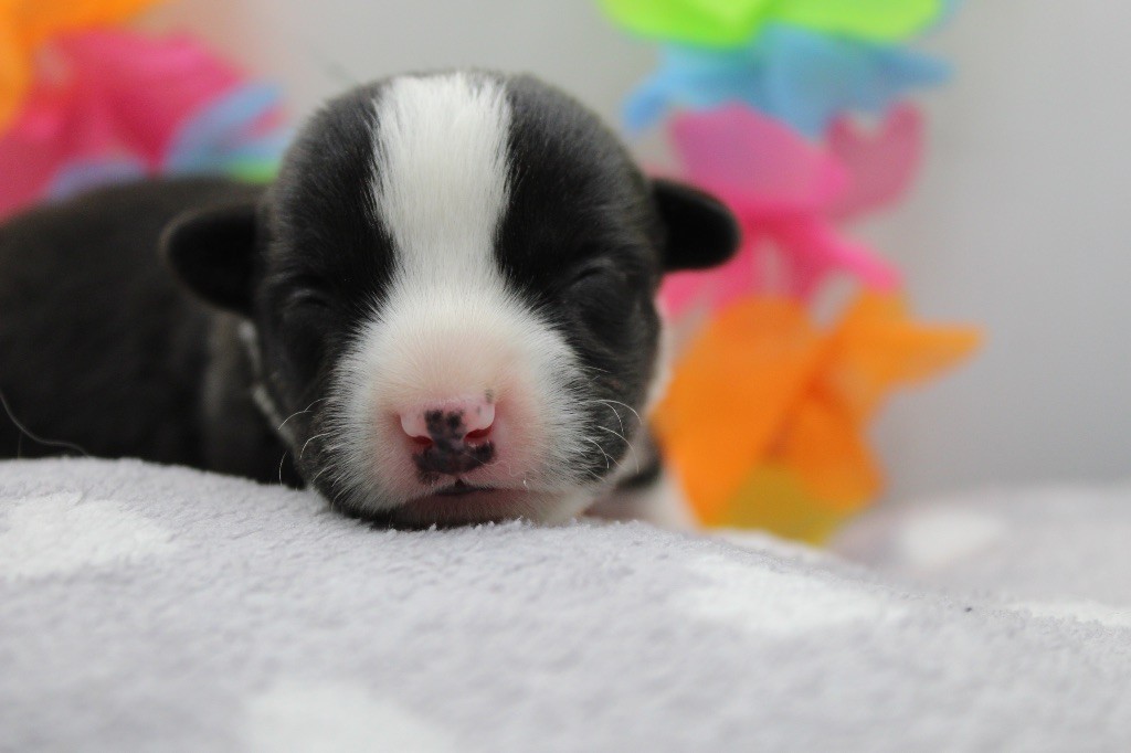 Dream Of Manou And Dounette - Chiots disponibles - Welsh Corgi Cardigan
