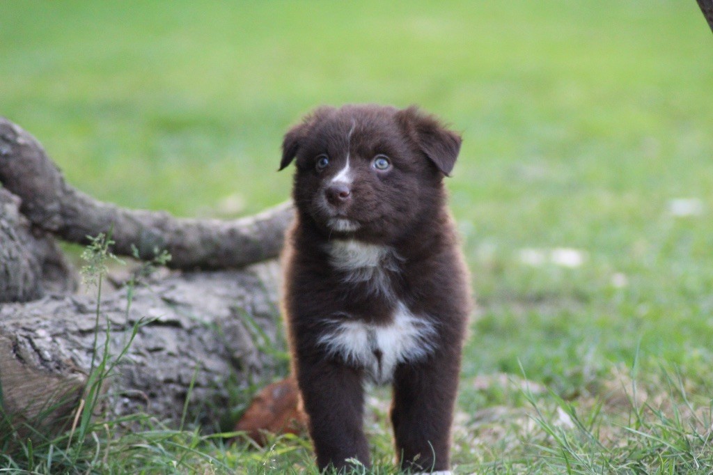 Dream Of Manou And Dounette - Chiots disponibles - Berger Australien