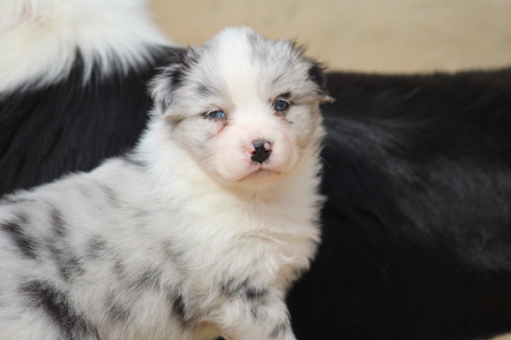 Dream Of Manou And Dounette - Chiots disponibles - Berger Australien