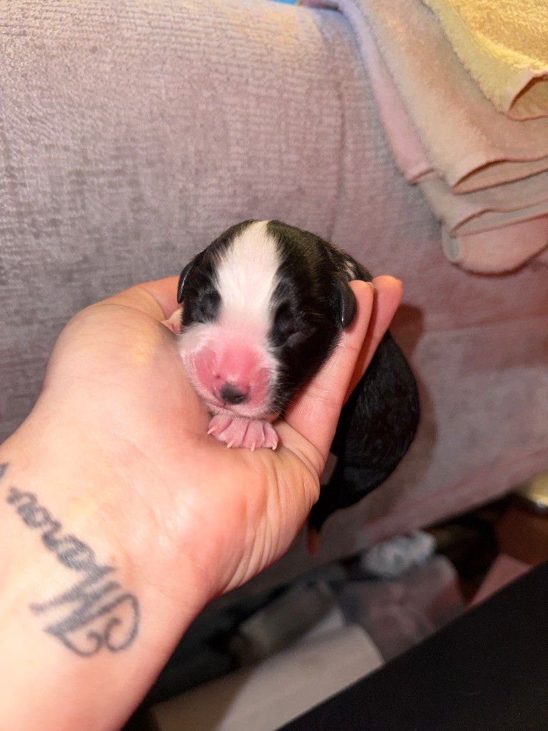 Dream Of Manou And Dounette - Chiots disponibles - Berger Australien