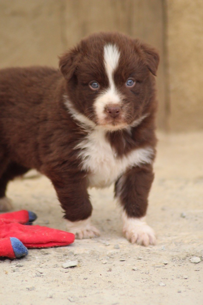 Dream Of Manou And Dounette - Chiots disponibles - Berger Australien