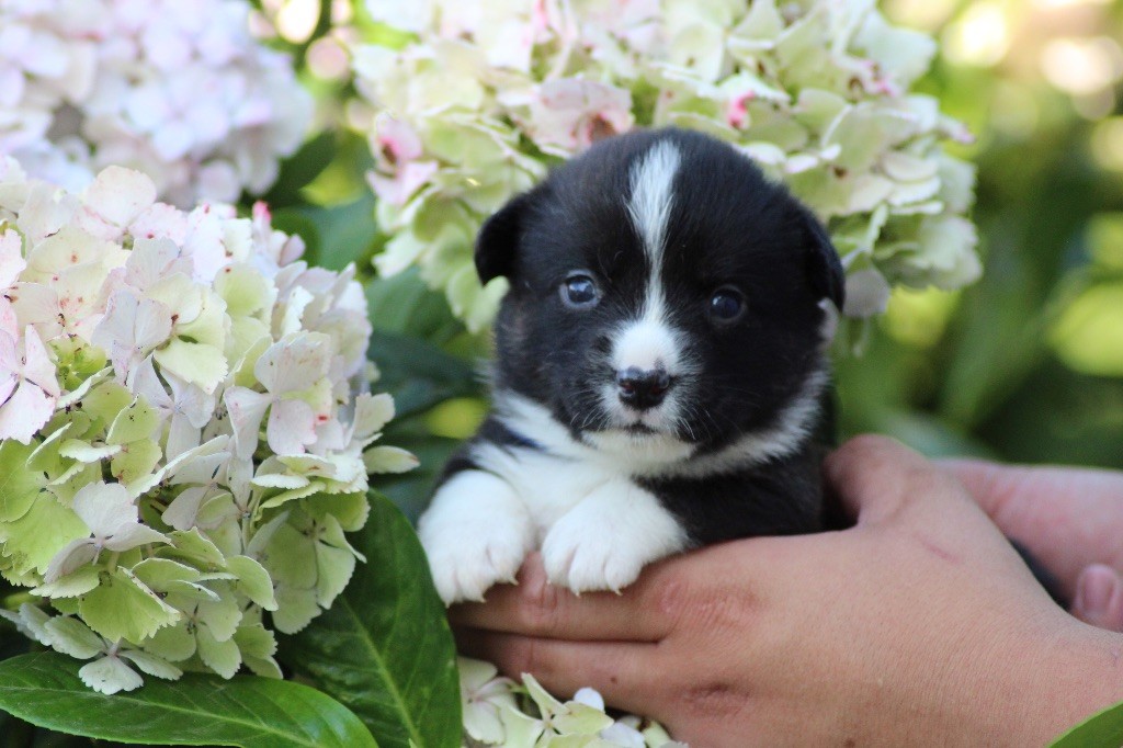 Dream Of Manou And Dounette - Chiots disponibles - Welsh Corgi Cardigan