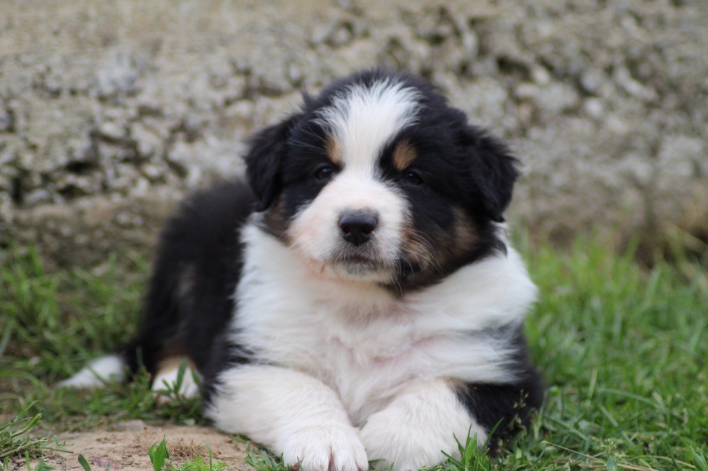 Dream Of Manou And Dounette - Chiots disponibles - Berger Australien