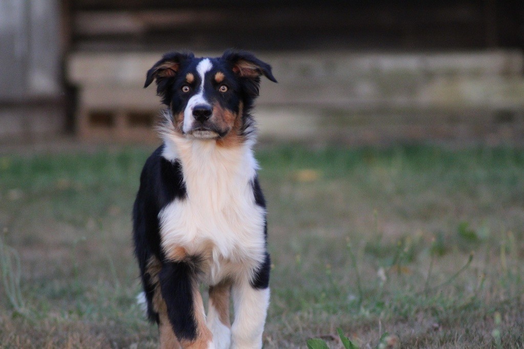 Dream Of Manou And Dounette - Chiots disponibles - Berger Australien