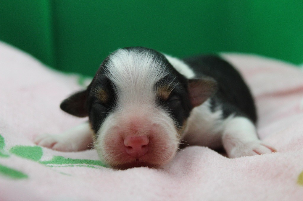 Dream Of Manou And Dounette - Chiots disponibles - Berger Australien