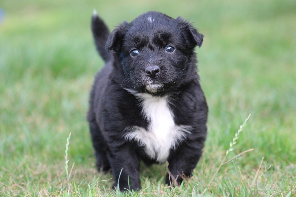 Dream Of Manou And Dounette - Chiots disponibles - Berger Australien
