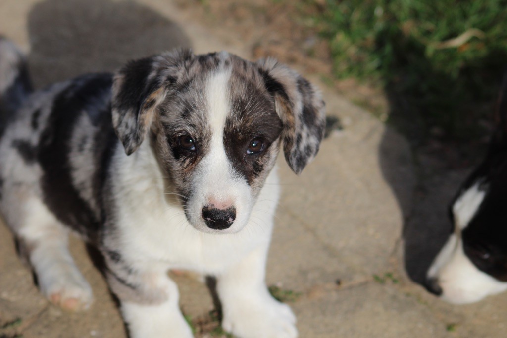 Dream Of Manou And Dounette - Chiots disponibles - Welsh Corgi Cardigan