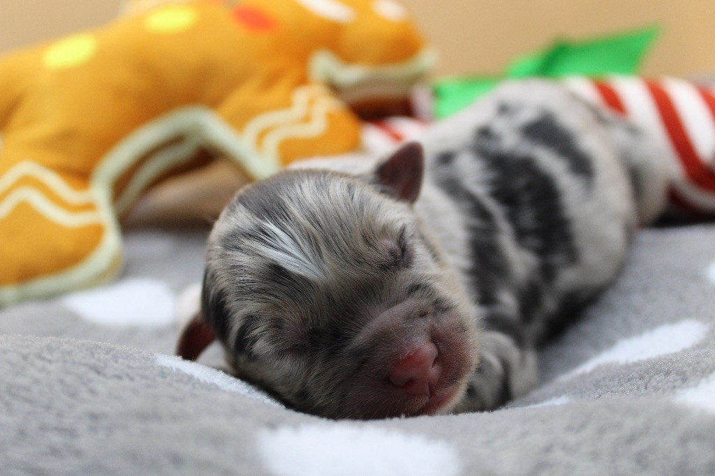 Dream Of Manou And Dounette - Chiots disponibles - Berger Australien