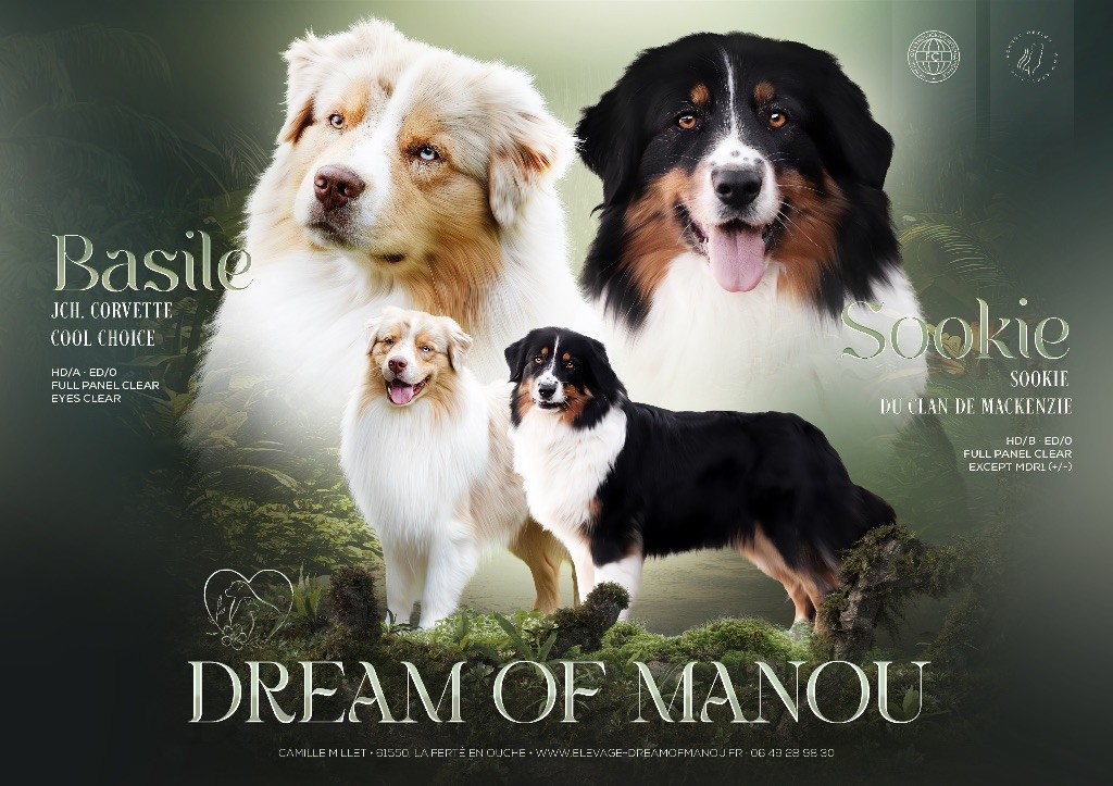Chiot Berger Australien Dream Of Manou And Dounette