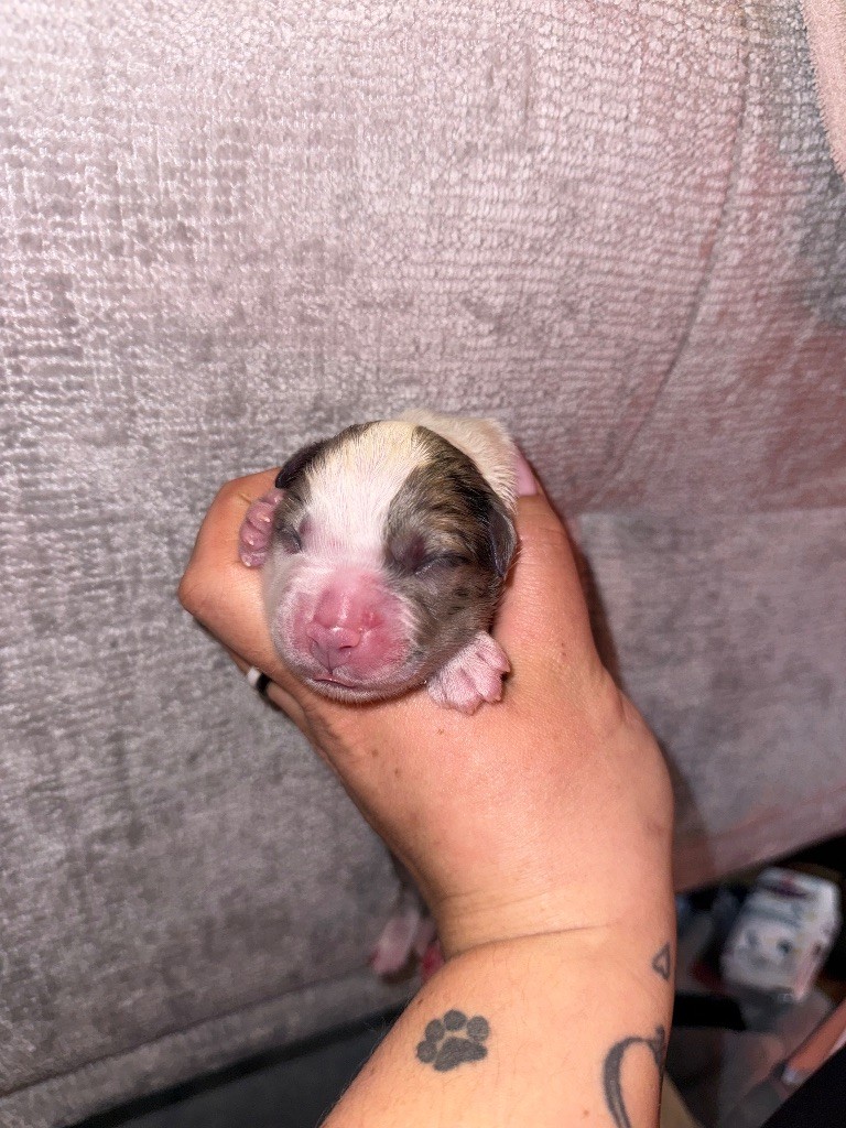 Dream Of Manou And Dounette - Chiots disponibles - Berger Australien