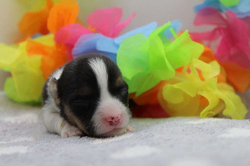 Dream Of Manou And Dounette - Chiots disponibles - Welsh Corgi Cardigan