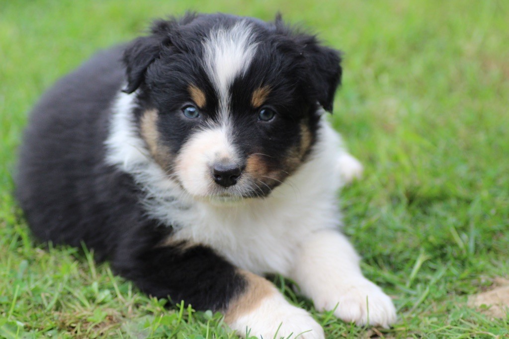Dream Of Manou And Dounette - Chiots disponibles - Berger Australien