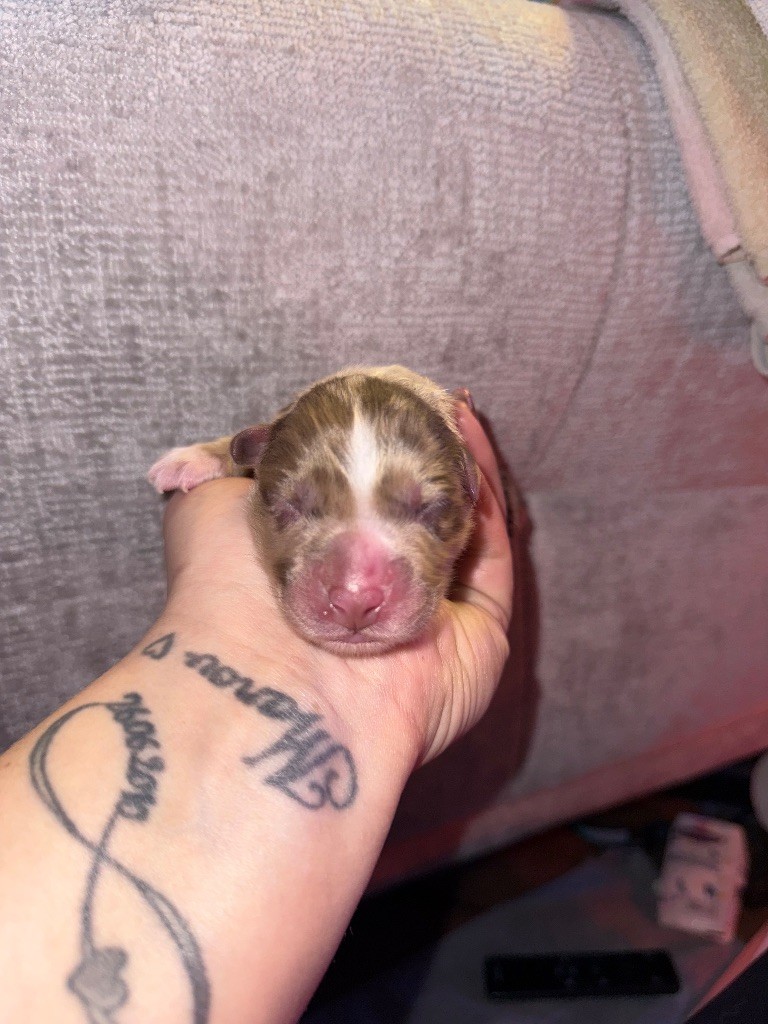 Dream Of Manou And Dounette - Chiots disponibles - Berger Australien