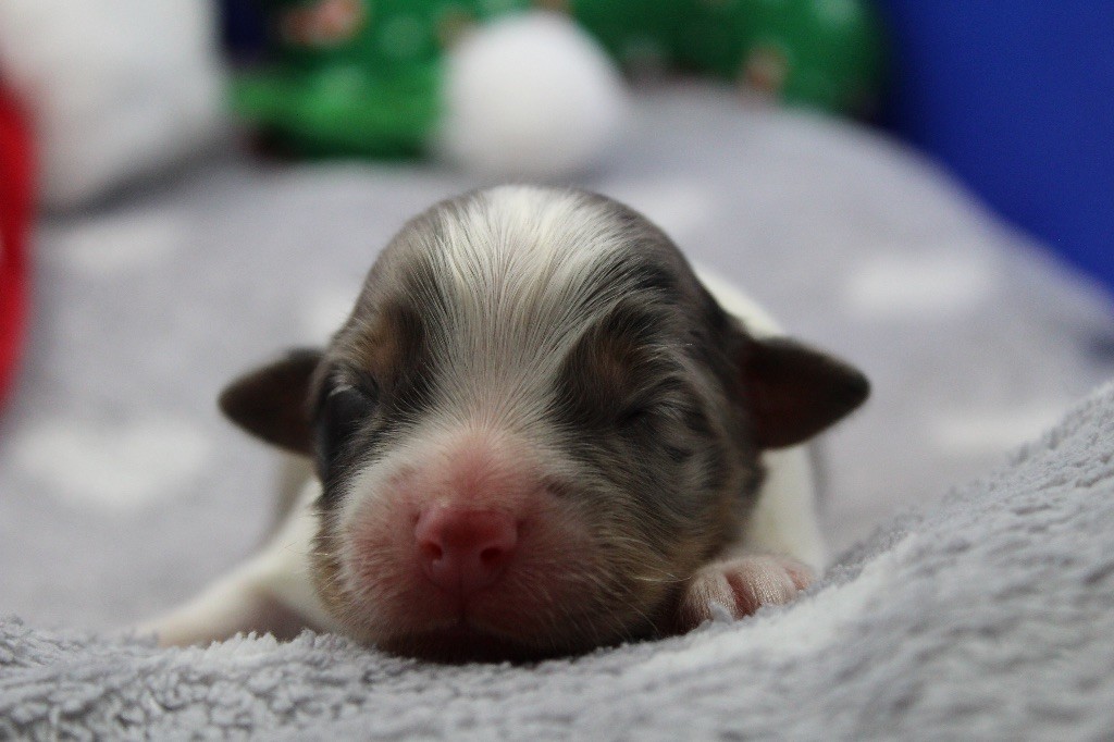 Dream Of Manou And Dounette - Chiots disponibles - Berger Australien