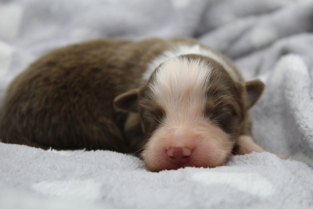 Dream Of Manou And Dounette - Chiots disponibles - Berger Australien