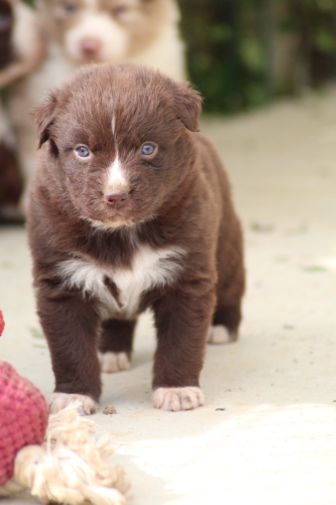 Dream Of Manou And Dounette - Chiots disponibles - Berger Australien