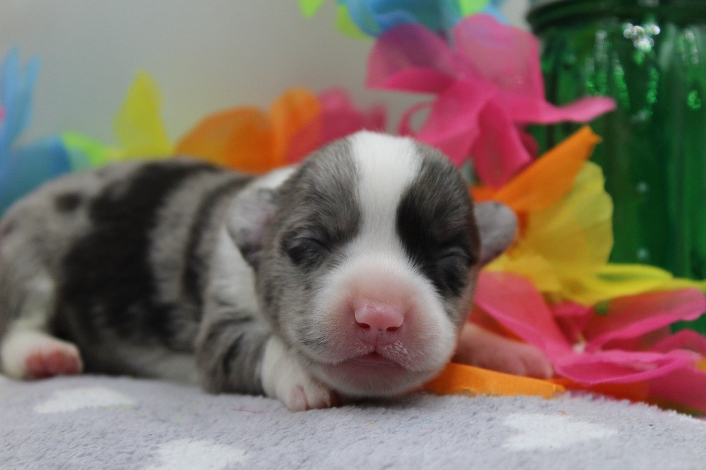 Dream Of Manou And Dounette - Chiots disponibles - Welsh Corgi Cardigan