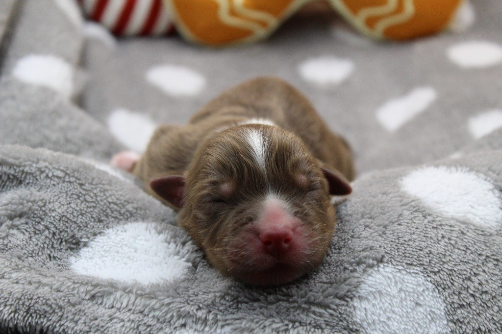 Dream Of Manou And Dounette - Chiots disponibles - Berger Australien