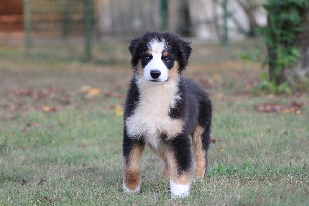 Dream Of Manou And Dounette - Chiots disponibles - Berger Australien
