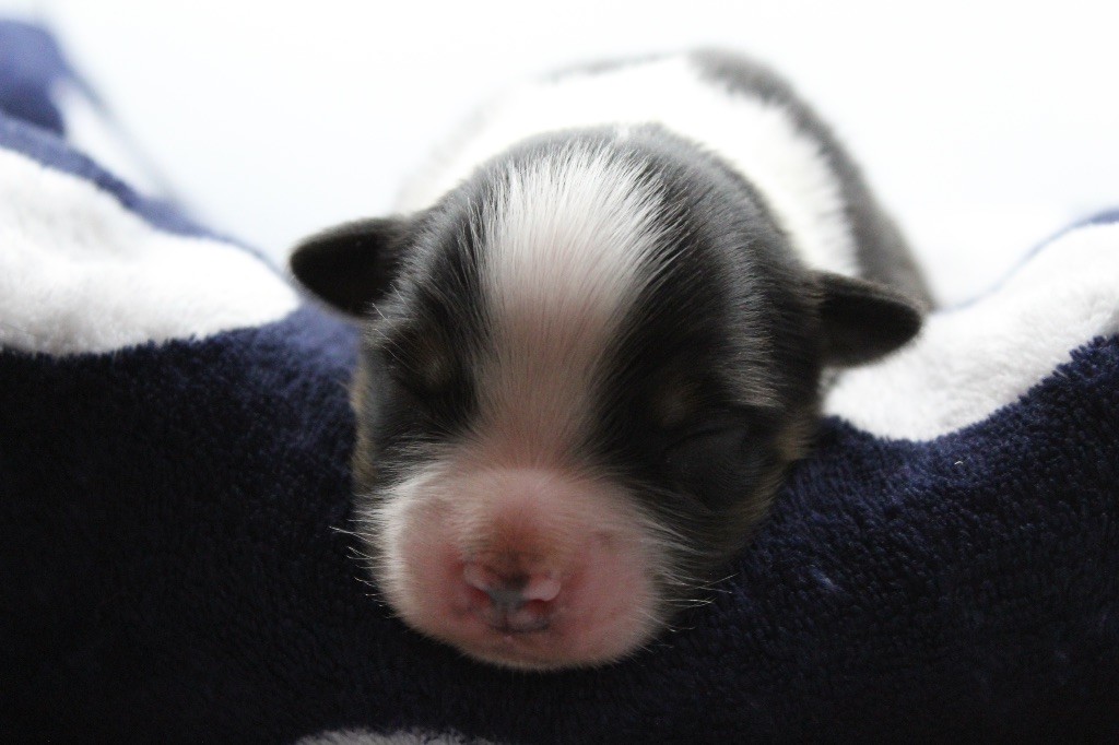 Dream Of Manou And Dounette - Chiots disponibles - Berger Australien