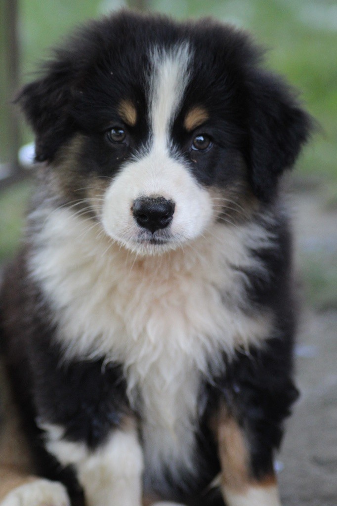 Dream Of Manou And Dounette - Chiots disponibles - Berger Australien