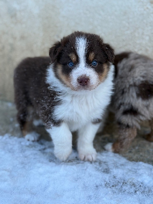 Artist pop Streisand - Astrid