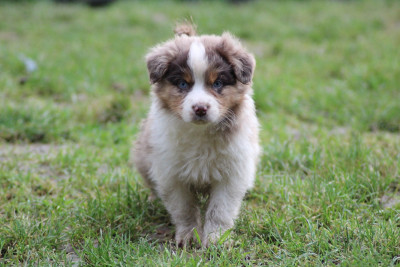 Artist Composit Berlioz