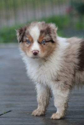 Jazz Armstrong - Asgard