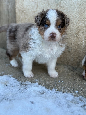 Artist Composit Berlioz