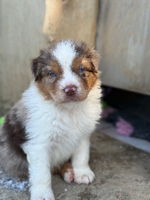 Jazz Armstrong - Asgard