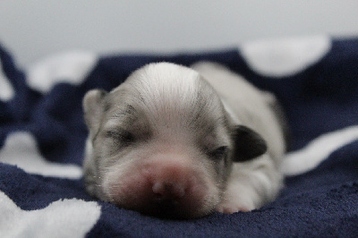 CHIOT 3