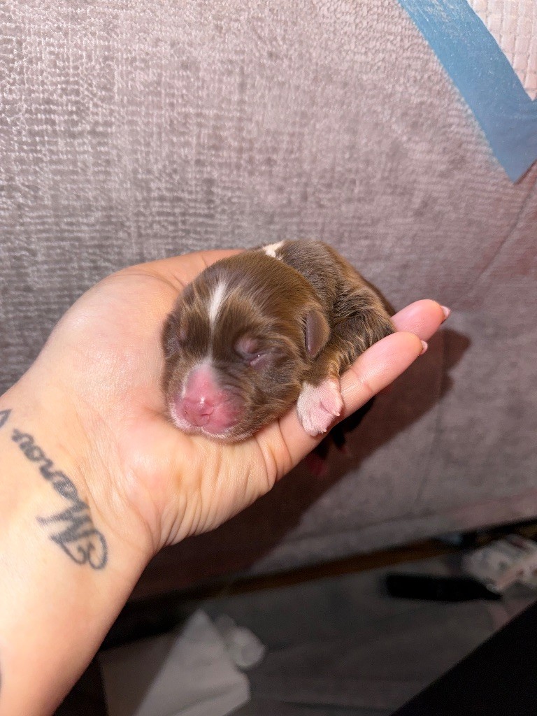 Dream Of Manou And Dounette - Chiots disponibles - Berger Australien