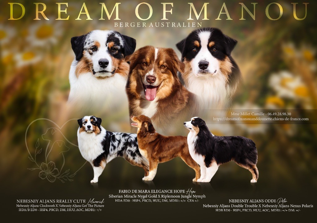 Chiot Berger Australien Dream Of Manou And Dounette