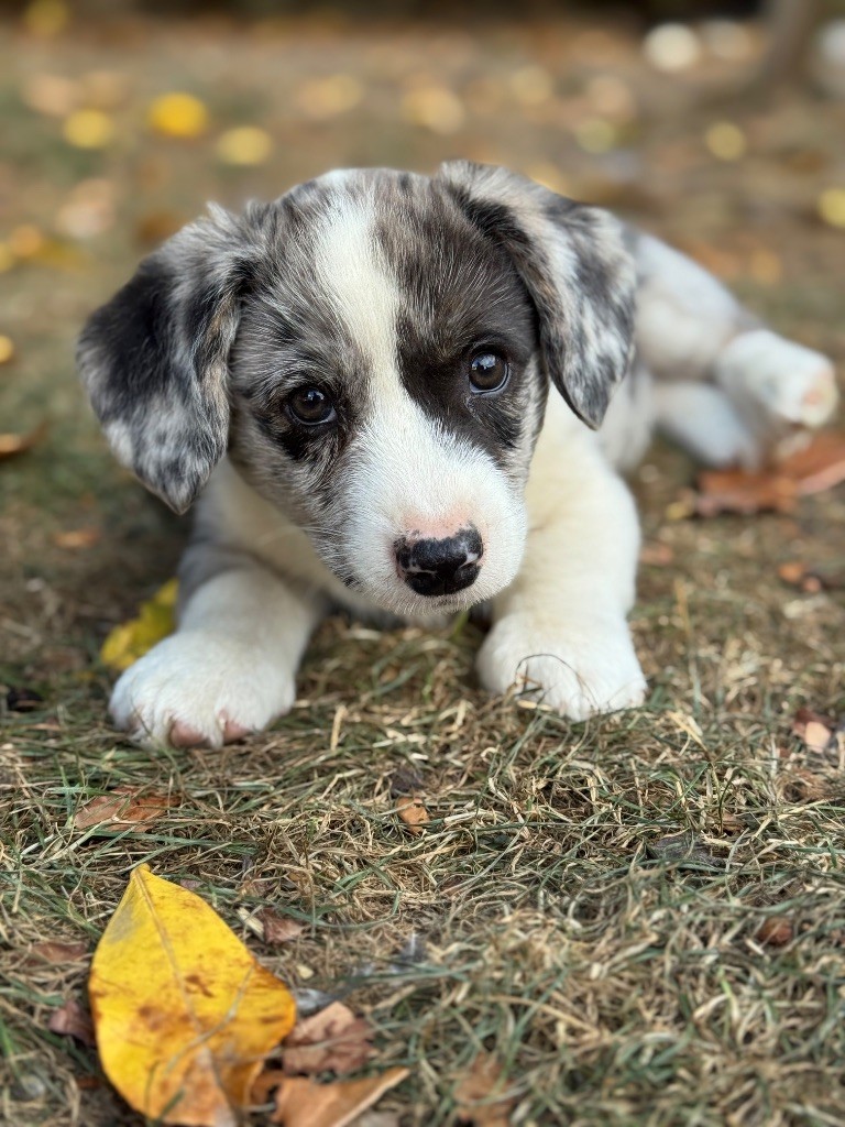 Dream Of Manou And Dounette - Chiots disponibles - Welsh Corgi Cardigan