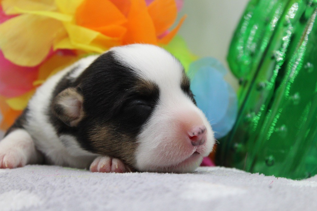 Dream Of Manou And Dounette - Chiots disponibles - Welsh Corgi Cardigan