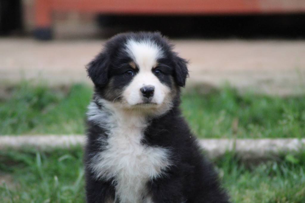 Dream Of Manou And Dounette - Chiots disponibles - Berger Australien